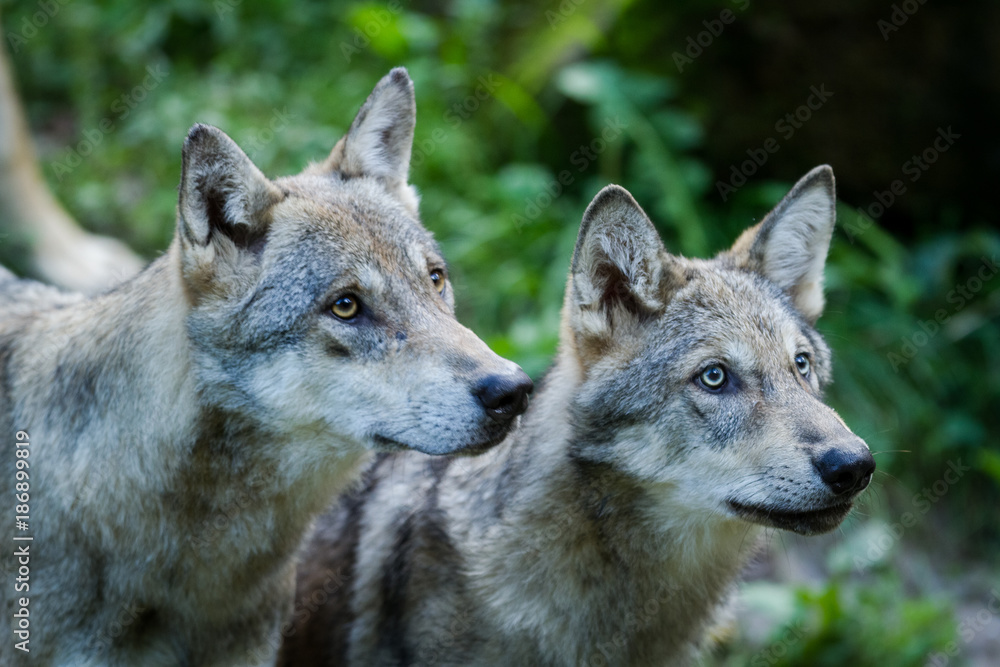 Fototapeta premium Grey Wolf