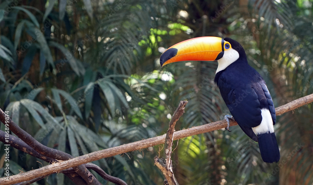 Fototapeta premium Exotic Toucan Bird In Nature