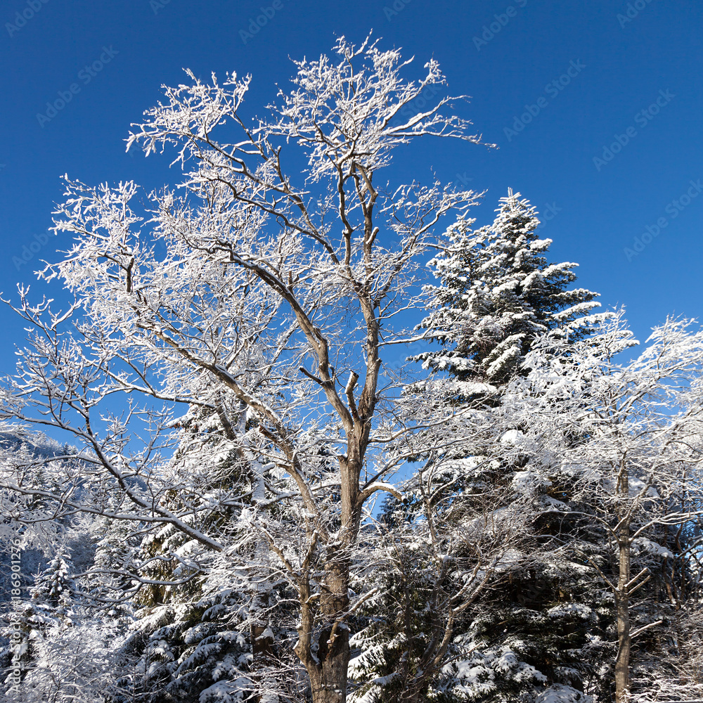 Trees covered with frozen snow. Winter weather Trees covered with frozen snow. Winter weather