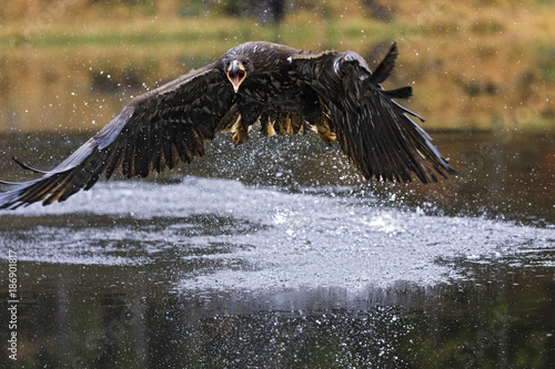 Young White-tailed eagle close flyingabove water photo