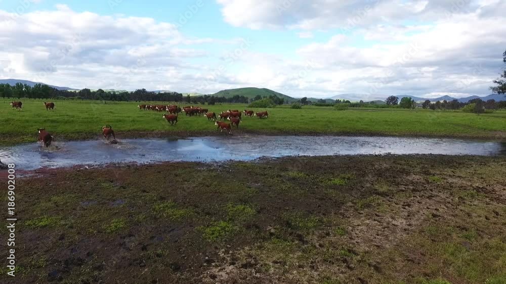 Herd of cattle in Australia farmland, aerial Herd of cattle in Australia farmland, aerial