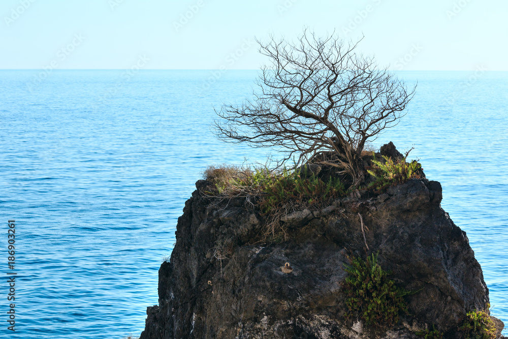 Lonely withered tree on rock top near summer sea Lonely withered tree on rock top near summer sea