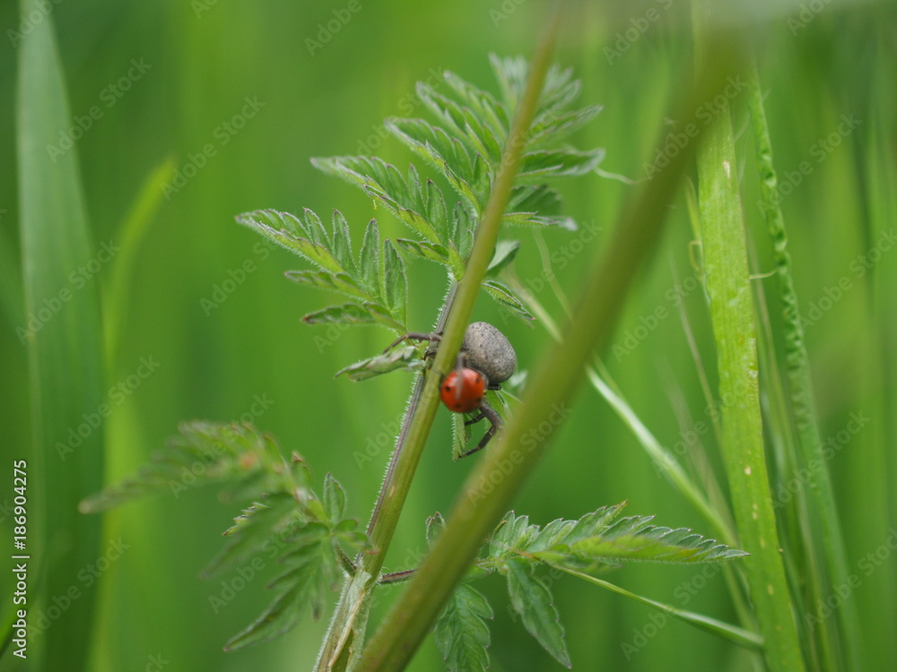 Araignée grise mangeant une coccinelle rouge à points noirs sur une feuille d'herbe ombellifère Araignée grise mangeant une coccinelle rouge à points noirs sur une feuille d'herbe ombellifère