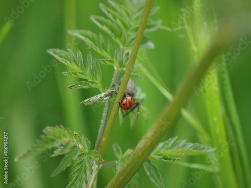 Araignée grise mangeant une coccinelle rouge à points noirs sur une feuille d'herbe ombellifère
