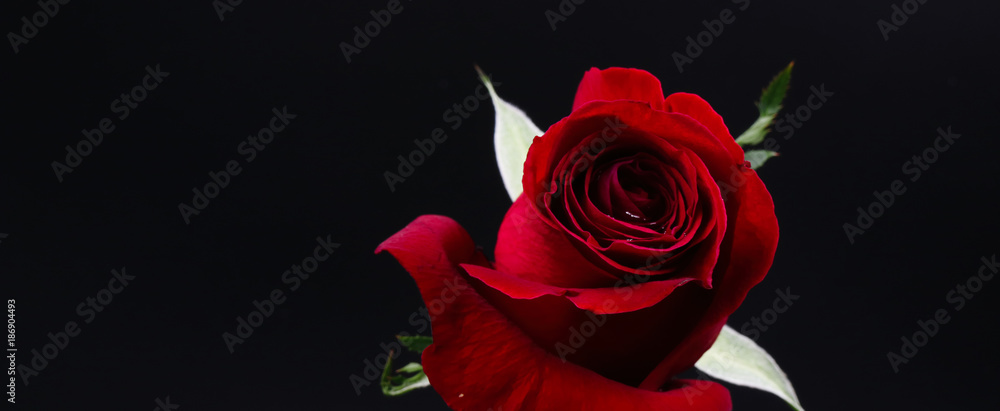 Fototapeta premium Pretty Dark red rose on black background