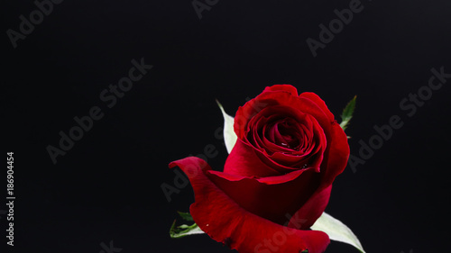 Fototapeta Naklejka Na Ścianę i Meble -  Pretty Dark red rose on black background