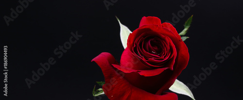 Pretty Dark red rose on black background