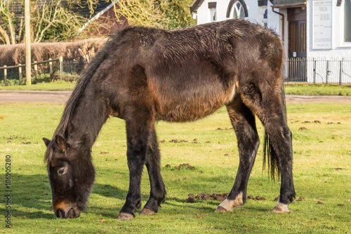 A New Forest Pony