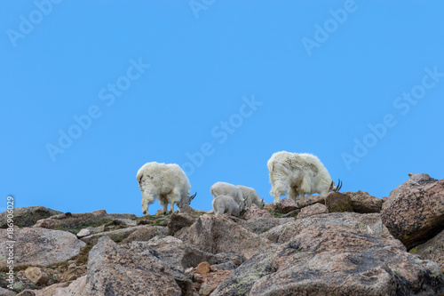 Mountain Goat Nannies and Kids