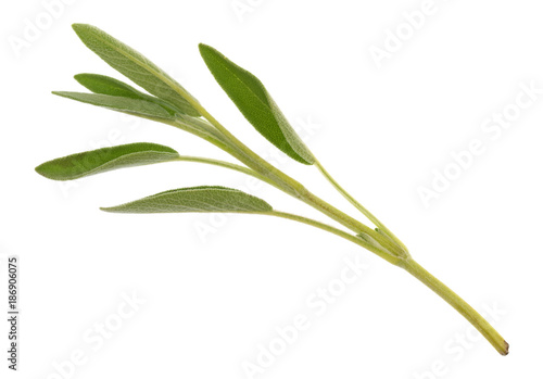 Top view of a single organic sage branch isolated on a white background.