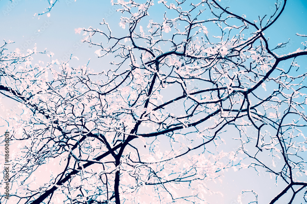 Fototapeta premium tree branches in snow on blue sky background gentle winter landscape the azure sky postcard vivid colorful blue background nature wallpaper