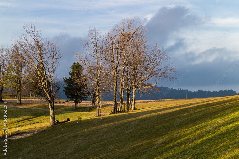 Baumgruppe mit Wiesen im Herbst Baumgruppe mit Wiesen im Herbst