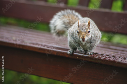 portrait of small squirrel in park