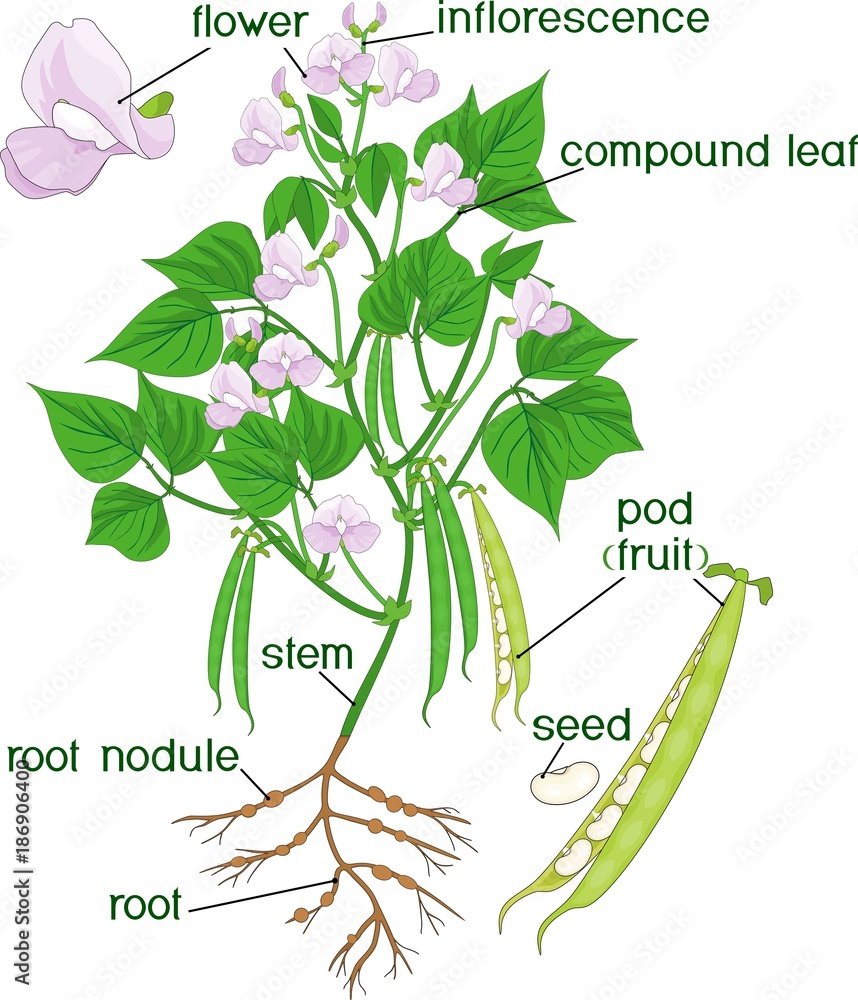 Parts of plant. Morphology of bean plant with root system, flowers