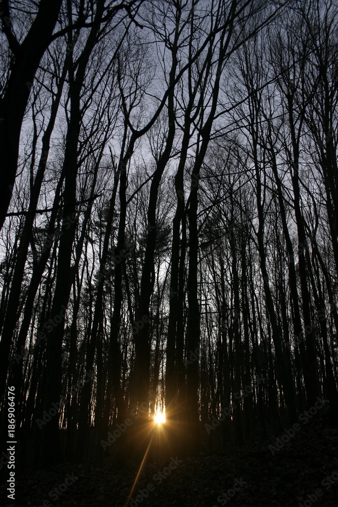 Sun in the winter forest Sun in the winter forest