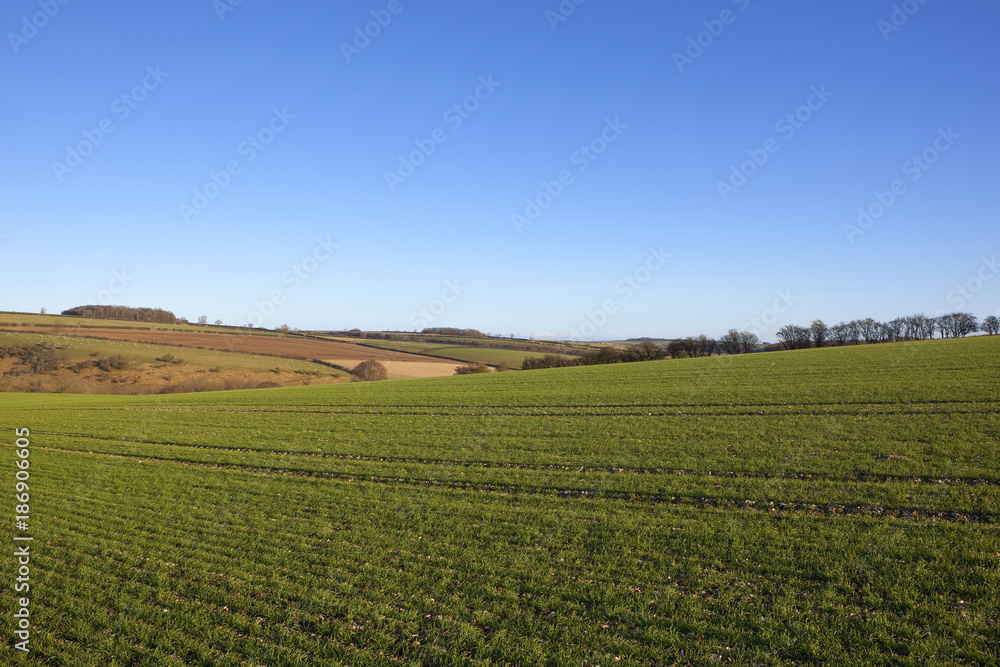 winter wheat and hedgerows
