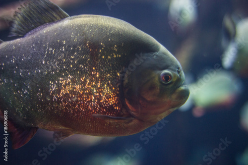 Foto piranha