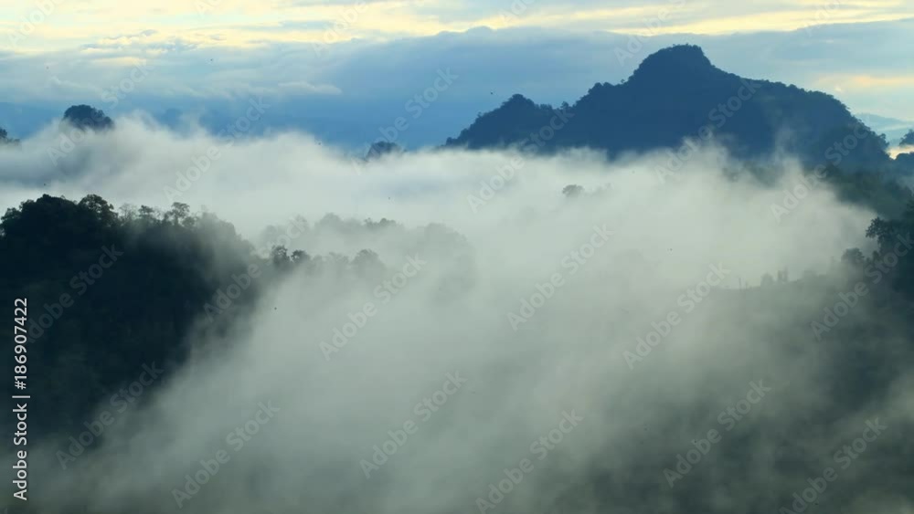 Mist in Rain forest
Mist in Rain forest