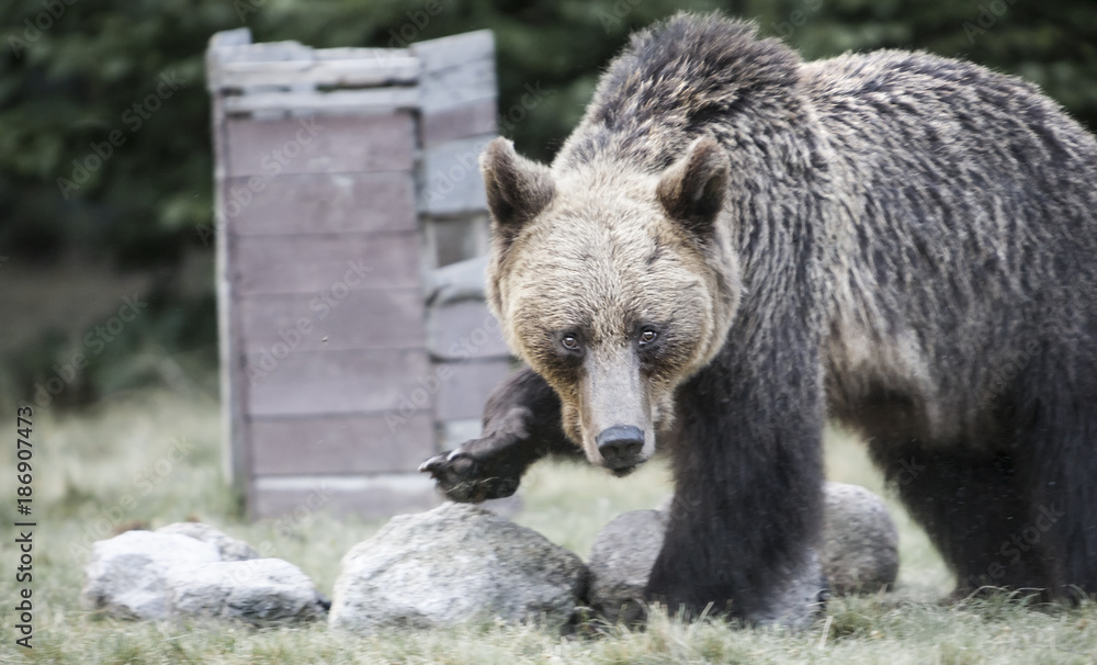 Fototapeta premium Big bear outcoming from the forest in Romania, Lake St Ana.