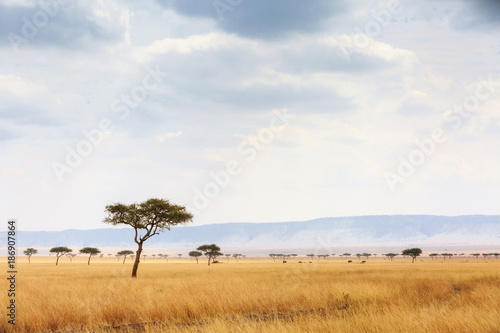 Canvas Print Kenya Open Field With Elephants in Background