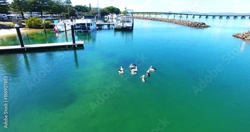 Aerial, pelicans in Australia harbor
