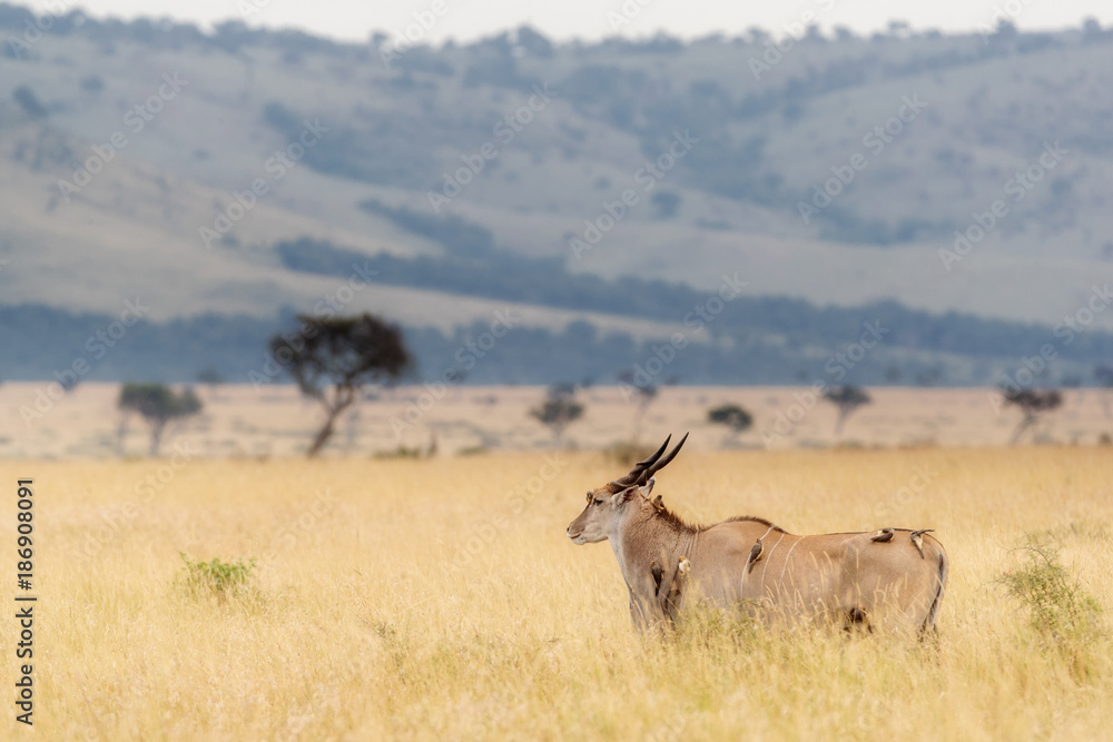 Fototapeta premium Kudu in Kenya With Oxpeckers