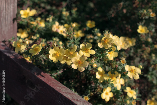 beautiful yellow flowers cinquefoil bloom under the warm rays of the summer sun. plant background gentle backdrop wallpaper