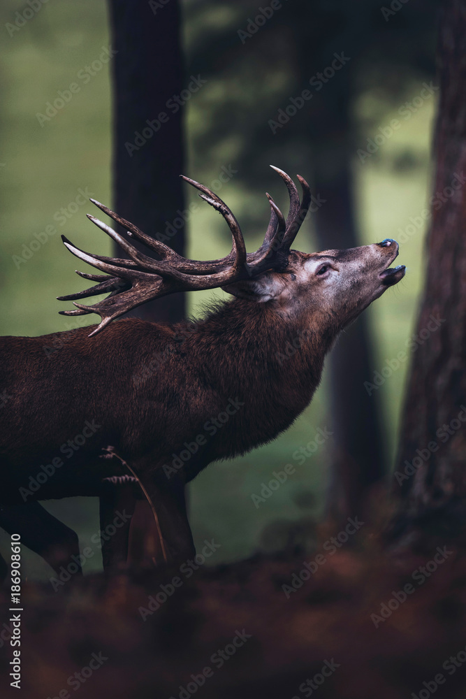 Obraz premium Ryk jelenia jelenia w jesiennym lesie sosnowym. Widok z boku.