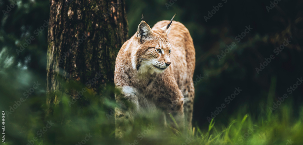 Obraz premium Ryś euroazjatycki (ryś lynx) chodzenie w trawie w lesie.