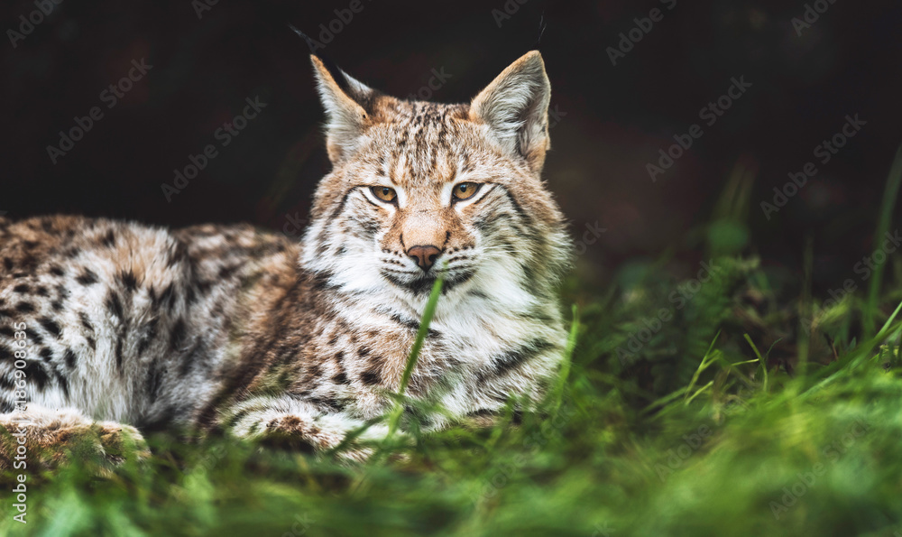 Fototapeta premium Eurasian lynx lying in grass looking towards camera.
