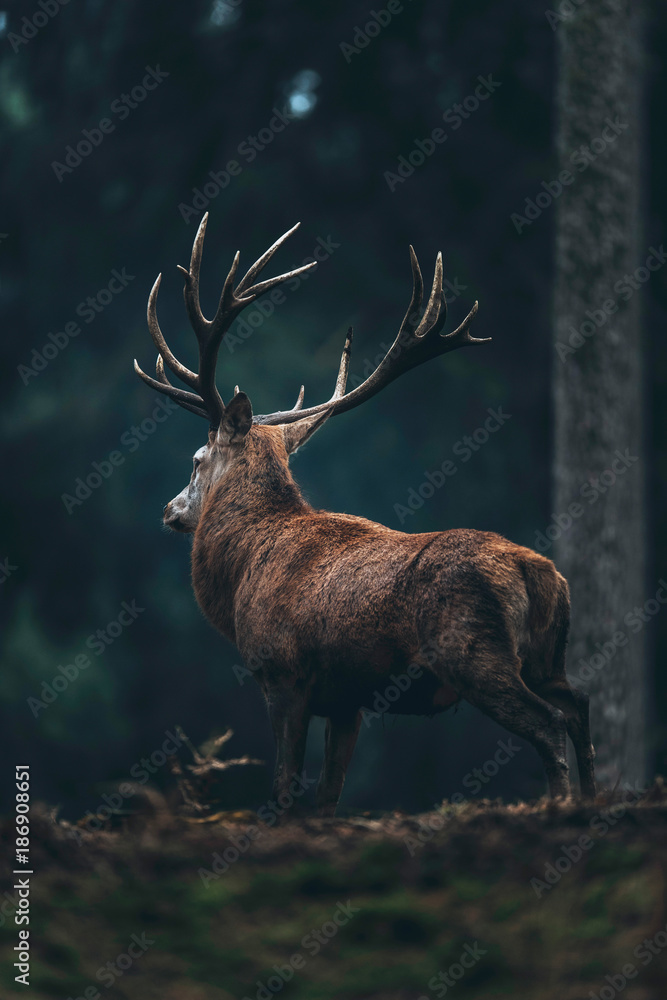 Naklejka premium Male red deer with big antlers in dark autumn pine forest. Rear view.