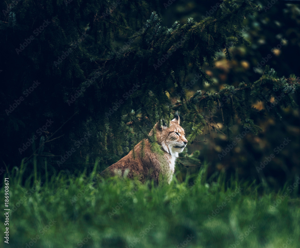 Fototapeta premium Ryś (lynx lynx) siedzący pod jodłami. Widok z boku.
