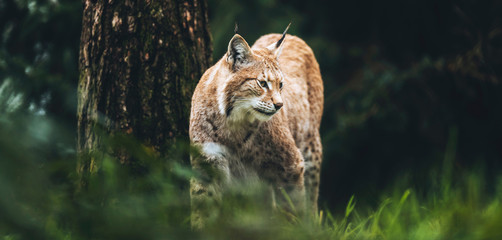 Sierkussen Lynx Lynx loopt door grasrijk bos  © ysbrandcosijn