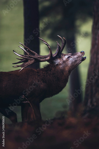 Bellowing red deer stag in autumn pine forest. Side view.