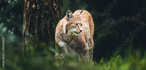 Eurasian lynx (lynx lynx) walking in grass in forest.