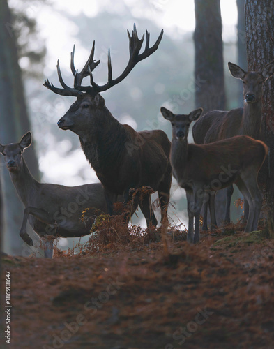 Red deer stag with hinds in misty autumn forest.