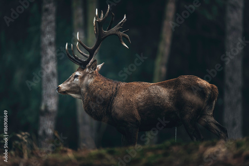 Fototapeta Naklejka Na Ścianę i Meble -  Red deer stag with big antlers in dark pine forest. Side view.