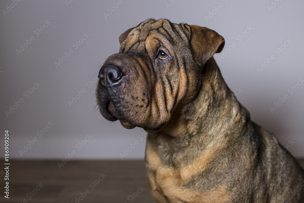  Portrait of Red Wrinkled Sharpei Dog