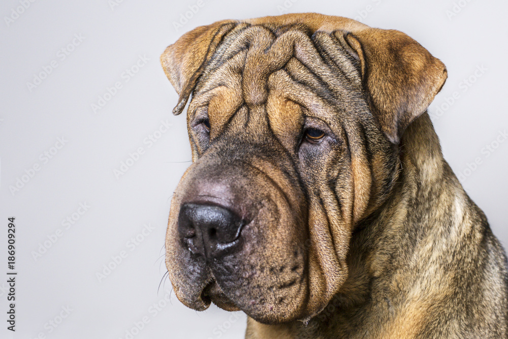  Portrait of Red Wrinkled Sharpei Dog