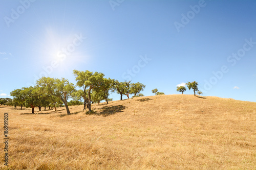 Fotografi Hügelige Alentejo Landschaft mit Korkeichen Bäumen und gelben Feldern im Spätsom