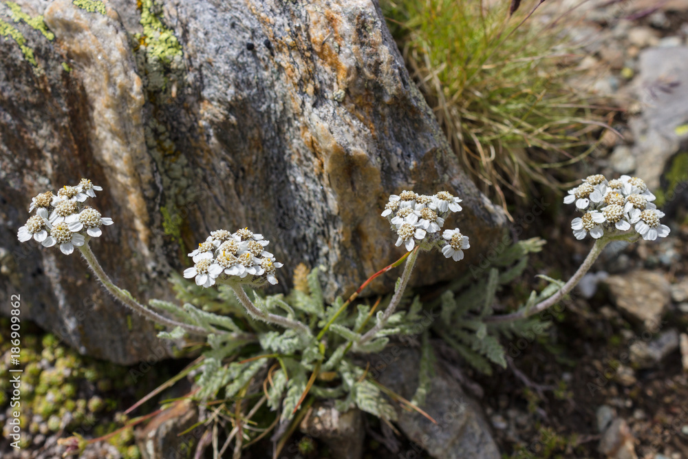 Alpine flower Achillea nana (Dwarf alpine yarrow) at 2850 m. of altitude. The plants of the genus Achillea have various medicinal properties and are the basis of various tonic liquor. Alpine flower Achillea nana (Dwarf alpine yarrow) at 2850 m. of altitude. The plants of the genus Achillea have various medicinal properties and are the basis of various tonic liquor.