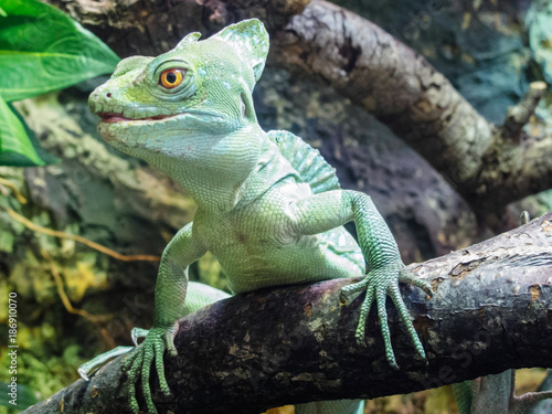 Big Iguana on Wooden Branch of Tree in Zoo 2014 Riga Latvia