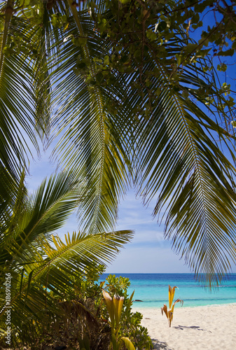 Schöner Maledivenstrand mit Palmen © Composer
