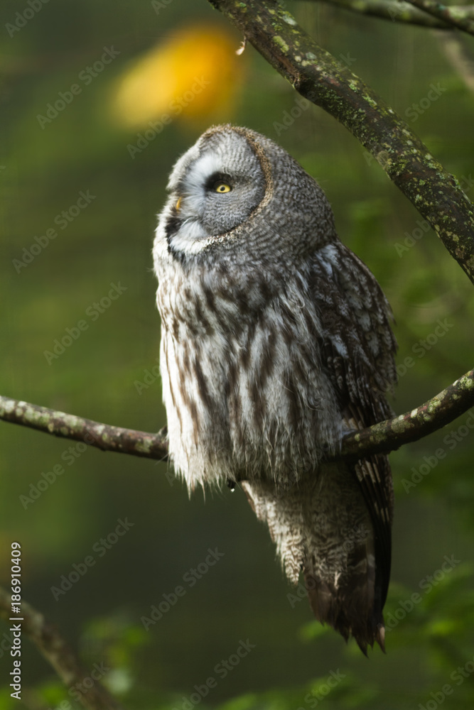 Fototapeta premium Great Gray Owl - Chouette Lapone