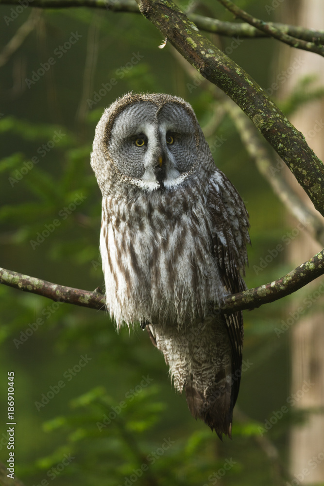 Fototapeta premium Great Gray Owl - Chouette Lapone