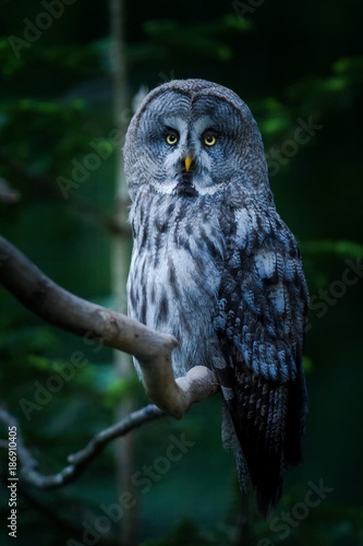 Foto Great Gray Owl - Chouette Lapone