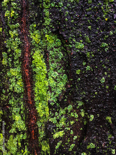 wet bark of a tree covered with green moss