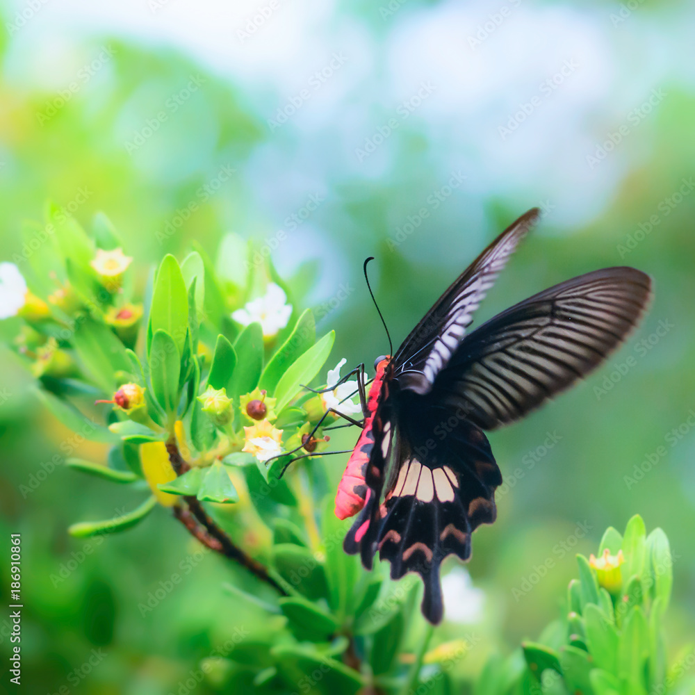 Fototapeta Czarny Motyl na kwiatku