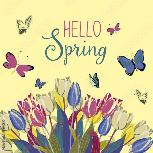 Hello Spring. Tulips with butterflies flying around. vector illustration on yellow background