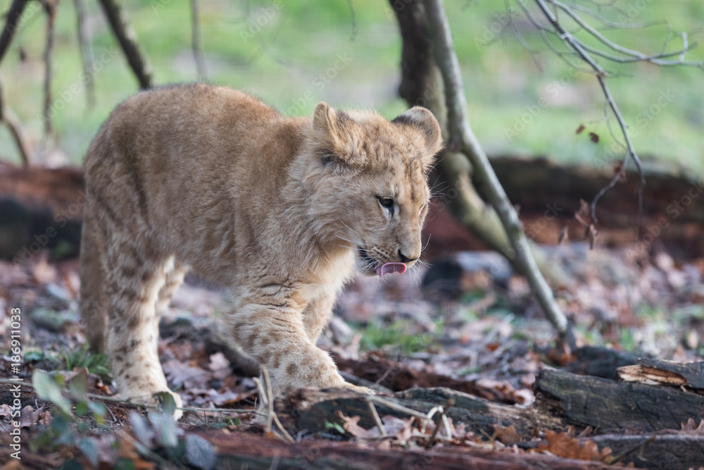 Obraz premium Lion d'Angola